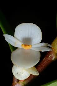 Image result for Begonia loranthoides
