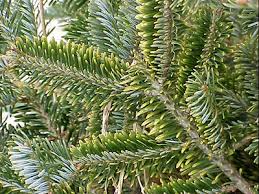 Watering issues, damage and pests can also cause pine trees to turn yellow. Why Are My Interior Conifer Needles Turning Yellow Msu Extension