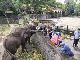 Check spelling or type a new query. Kebun Binatang Gembira Loka Ditutup Hingga 7 Mei