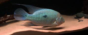 'tropical fish' is a 12 letter phrase starting with t and ending with h. Custom Aquariums Glass Fish Tanks Diy Aquariums Saltwater Aquariums