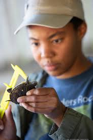 Patti Payne: Program bolsters numbers of endangered pond turtles; plus a  putt putt fundraiser