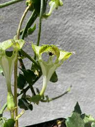Image result for Ceropegia meyeri