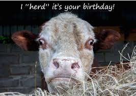 I Quot Herd Quot It 39 S Your Birthday Greeting Card Bull Birthday Card Cow Funny Saying Birthd Birthday Wishes Funny Birthday Humor Birthday Quotes Funny