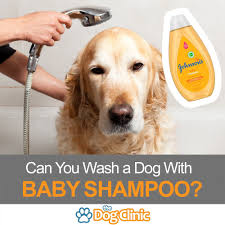 Get your puppy in his. Johnson And Johnson Baby Shampoo For Puppies Online