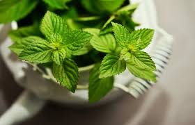 Pest Myth Getting Rid Of Rats Does Peppermint Oil Work