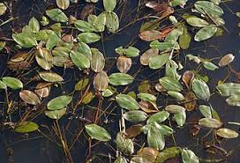 Image result for Potamogeton richardii