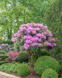 Bild Catawba Rhododendron Rhododendron Catawbiense Roseum Elegans Und Gewohnlicher Buchsbaum Buxus Semperv Pflanzen Vorgarten Garten Einheimische Pflanzen