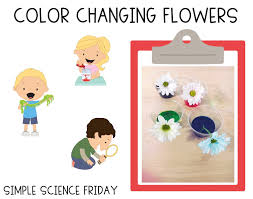 Maybe you would like to learn more about one of these? Simple Science Color Changing Flowers First Grade Buddies
