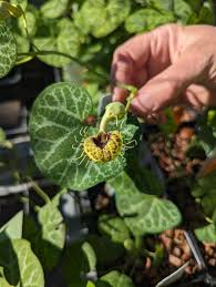Image result for Aristolochia albida