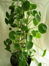 Plant Profile Chinese Money Plant Pilea Peperomioides Chinese Money Plant Plants Money Plant