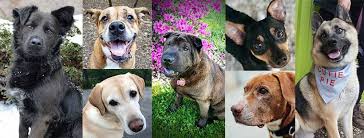 To view the animals at the shelter select one of the links below and be sure to stop in and visit! Pedigree Foundation Awards 2019 Grants To Help End Pet Homelessness