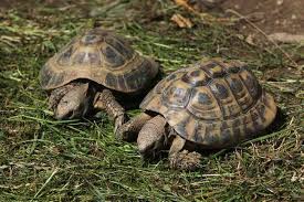 Are Tortoises Better In Pairs Tortoise Owner