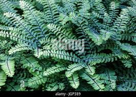 Image result for Adiantum patens
