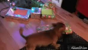 Find & download free graphic resources for gif. Excited Dog Opens Christmas Present On Make A Gif