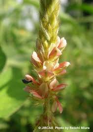 Image result for Indigofera astragalina
