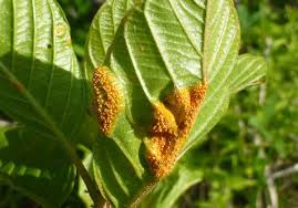 Image result for rez rzivost ostru%u017Einy