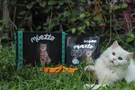 Mencari arti nama sendiri dalam kitap primbon cetakan pasti akan memakan waktu cukup lama. Manggil Puss Sudah Terlalu Biasa Yuk Pilih Satu Dari 60 Nama Kucing Beserta Maknanya Merdeka Com