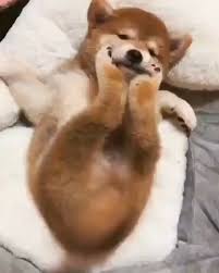 Isn T She Precious Video In 2020 Cute Baby Animals Cute Animals Cute Funny Dogs