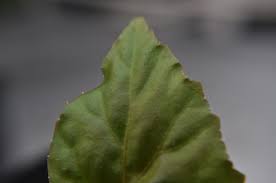 Image result for Begonia oxyloba