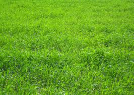 Image result for Lolium