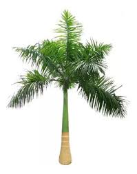 Image result for Roystonea regia