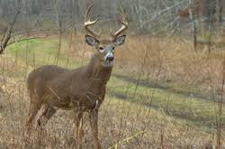 White Tail Deer In Tennessee State Of Tennessee Wildlife