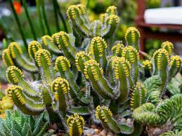 In this article, you will learn all the tricks you need to know, which will growing your cactus from pads propagation is one of the easiest and popular methods to quickly expand your collection. How To Propagate Euphorbia World Of Succulents