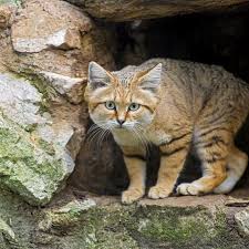 Chat Des Sables 10 Choses A Savoir Sur Ce Petit Felin Sauvage On le trouve principalement dans le désert. chat des sables 10 choses a savoir