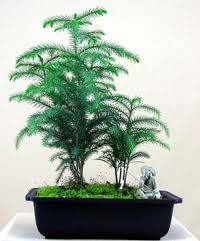 Start date nov 13, 2010. Norfolk Island Pine Bonsai Tree Chinese Bonsai Garden