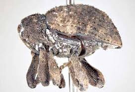 Kumbang hitam pada pokok kacang. Agro Journal Pertanian Teratak Maya Tempatku Lepak Halaman 2