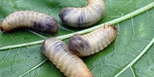 Imidacloprid and halofenozide provide extended, preventative grub. How To Get Rid Of Grubs In Your Lawn Gecko Green