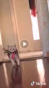 Poor Kitty Hands