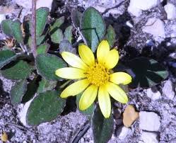 Image result for Haplocarpha scaposa