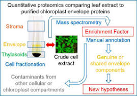 Check spelling or type a new query. Unraveling Hidden Components Of The Chloroplast Envelope Proteome Opportunities And Limits Of Better Ms Sensitivity Sciencedirect