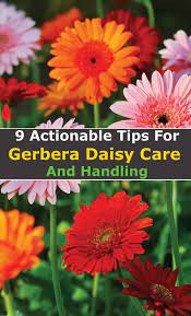 9 Actionable Tips For Gerbera Daisy Care And Handling Gerbera Daisy Care Gerbera Daisy Gerbera