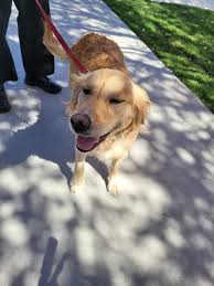 Golden retriever near Tiffany's