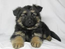Hi i have 7 quality german shepherd puppies for sale. German Shepherd For Sale In The City Of White Church Ukraine Price 285 Announcement 4068