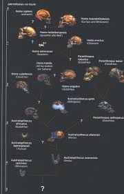Die Evolution Des Menschen
