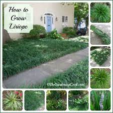 Check spelling or type a new query. Drought Tolerant Liriope Makes An Outstanding Ground Cover
