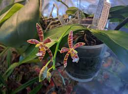 Image result for Carex mannii