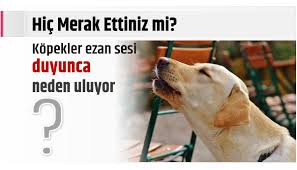 Ezan Okunurken Kopekler Neden Ulumaya Baslar Flash Resim Flash Resim