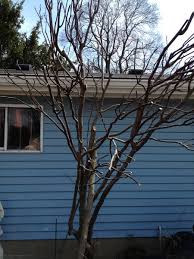 Résultat de recherche d'images pour "burying fig trees"