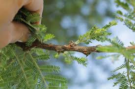 Image result for Acacia gerrardii