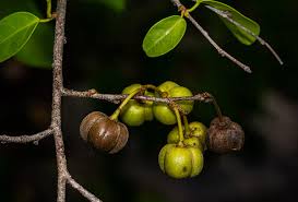 Image result for Cleistanthus