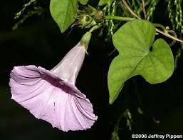 Image result for Ipomoea venosa