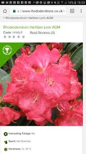 Rhododendron Halfdan Lem Plants Rhododendron Garden