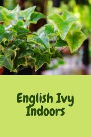 English Ivy Indoors Indoor Plant Center In 2020 English Ivy Plant English Ivy Ivy Plant Indoor