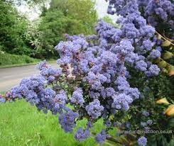 Ceanothus Point Reyes California Lilac Plants Broadleaf Evergreen