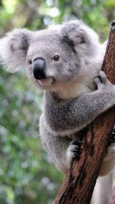 Pin By Susan Wager On Animals Koala Bear Koala Animals Beautiful
