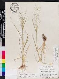 Image result for Sporobolus tenuissimus